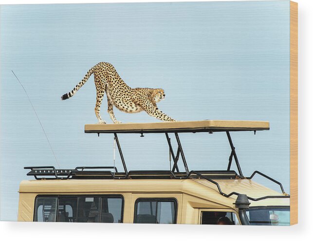 Kenya Wood Print featuring the photograph Cheetah Stretching On Top Of A Safari by Mike Hill