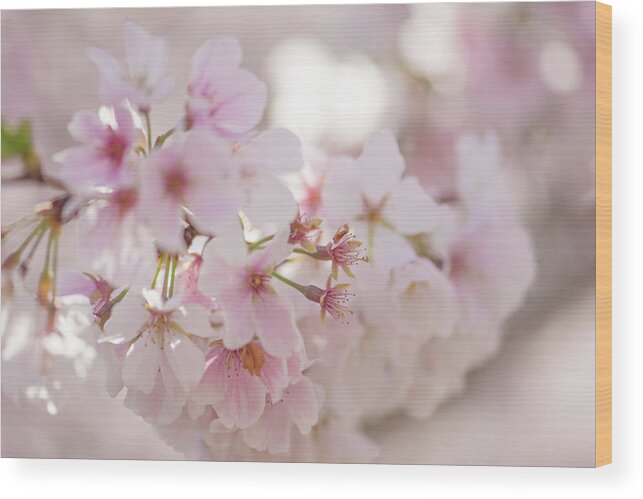 Cherry Blossom Wood Print featuring the photograph Cherry Blossoms by Lori Rowland