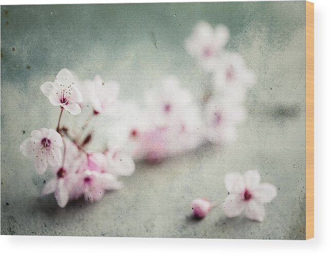 Cherry Blossom Wood Print featuring the photograph Cherry Blossoms by Nicole Young