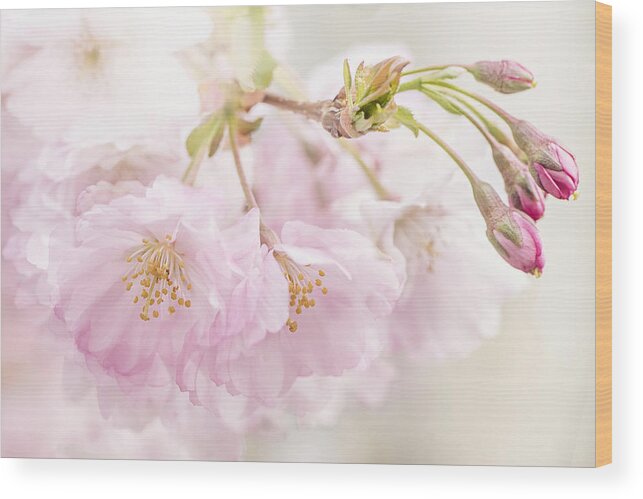Cherry Blossom Wood Print featuring the photograph Cherry Spring by Jacky Parker