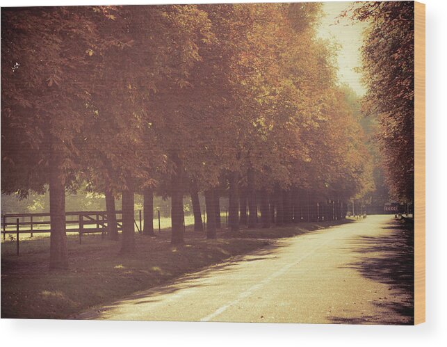 Tranquility Wood Print featuring the photograph Chestnut Alley by Susan Brooks-dammann