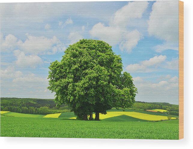 Scenics Wood Print featuring the photograph Chestnut Tree by Raimund Linke
