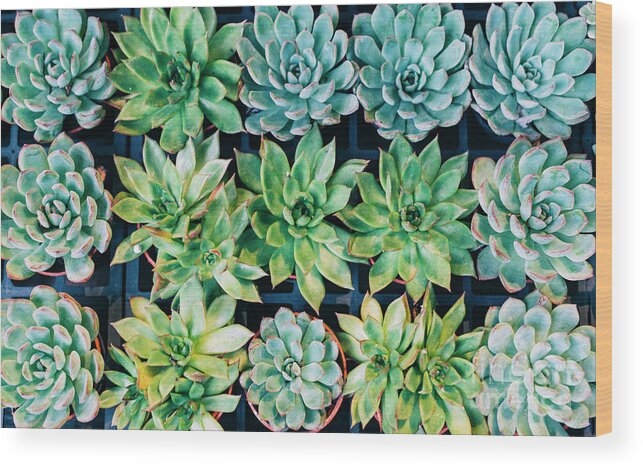Trading Wood Print featuring the photograph China, Hong Kong, Succulents by Westend61