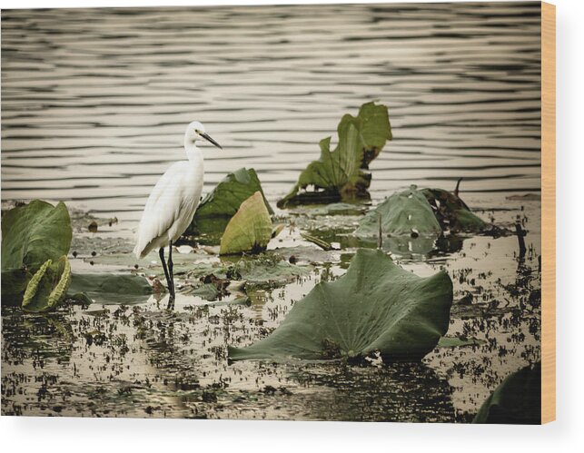 China Wood Print featuring the photograph Chinese Egret by Kathryn McBride
