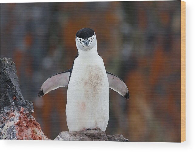 Vertebrate Wood Print featuring the photograph Chinstrap Penguin With A Blood Stained by Mint Images/ Art Wolfe