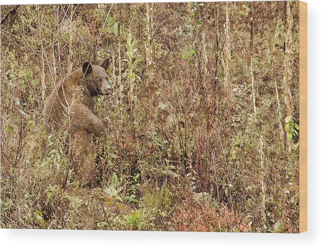 Bear Wood Print featuring the photograph Chocolate Bear by Debra Baldwin