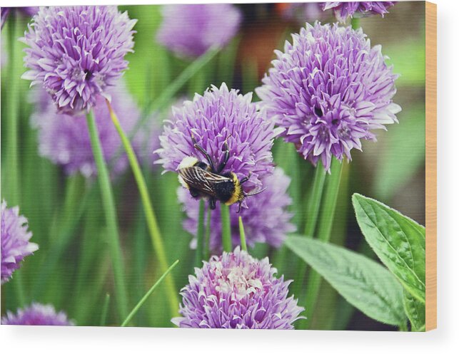 Chorley Wood Print featuring the photograph  CHORLEY. Picnic In The Park. Bee In The Chives. by Lachlan Main