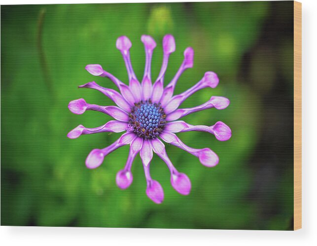 Flower Wood Print featuring the photograph Circular by Michelle Wermuth