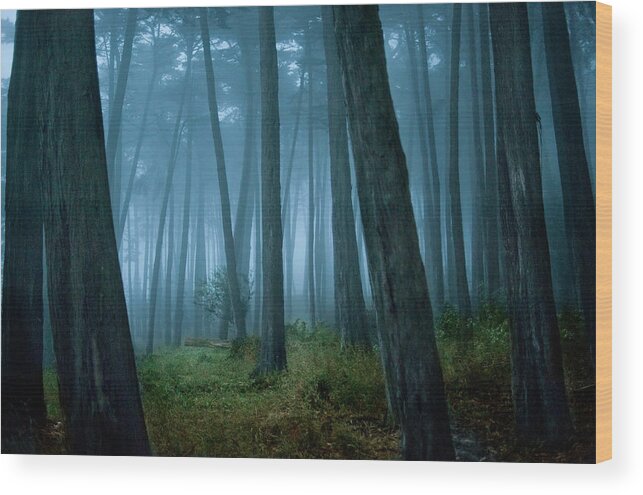 San Francisco Wood Print featuring the photograph Clearing In Cypress Tree Forest by Siri Stafford