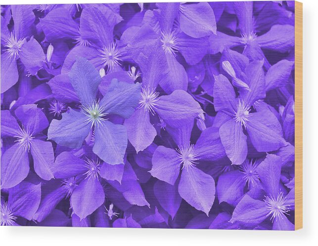 Arbors Wood Print featuring the photograph Clematis by JAMART Photography