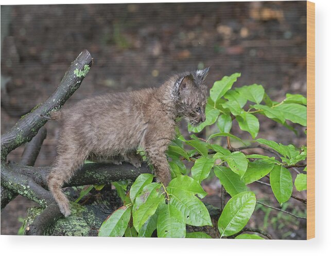 Bobcat Wood Print featuring the photograph Climbing through the leaves by Dan Friend