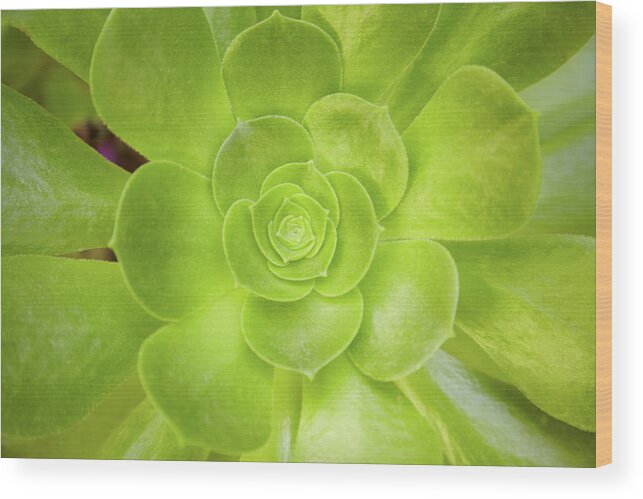 Scenics Wood Print featuring the photograph Close-up Of Green Succulent Plant by Gspictures