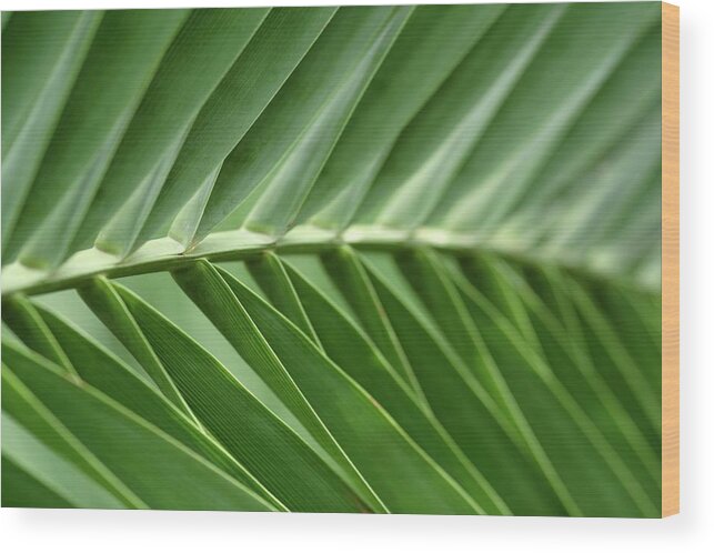 Parallel Wood Print featuring the photograph Close-up Of Sago Palm Leaves by Neil Overy