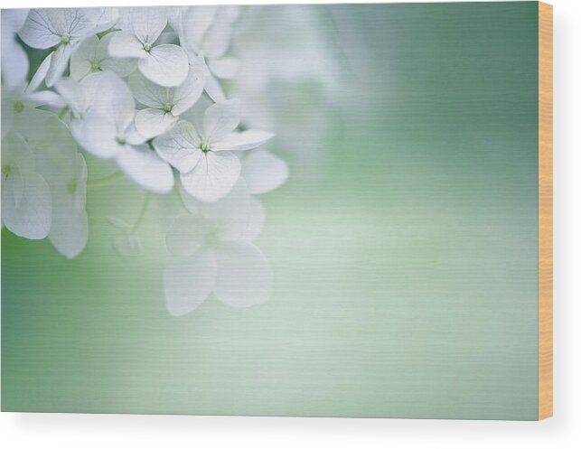 Hydrangea Wood Print featuring the photograph Close Up Of White Hydrangea by Elisabeth Schmitt