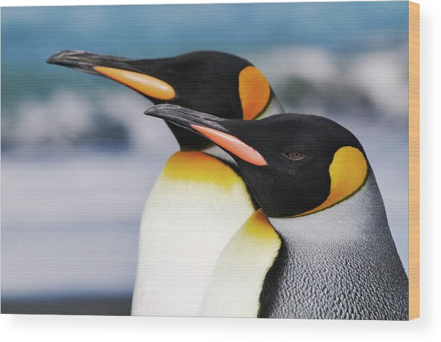 Vertebrate Wood Print featuring the photograph Closeup Of Two King Penguins by Martin Harvey