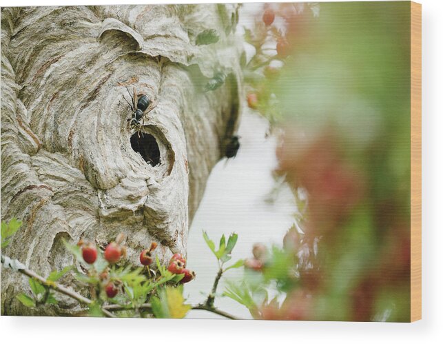 Pollinators Wood Print featuring the photograph Closeup Photo Of A Bee Entering A Hive by Cavan Images