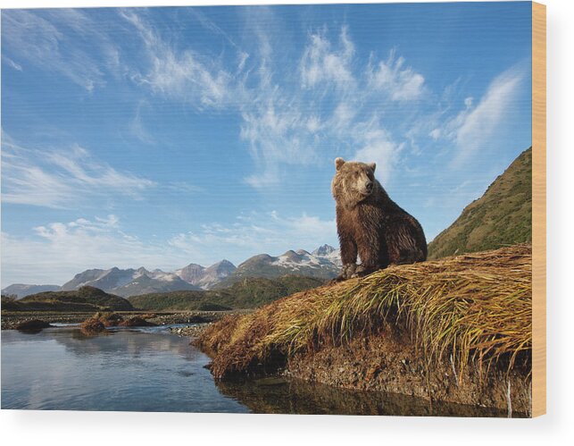 Brown Bear Wood Print featuring the photograph Coastal Brown Bear, Katmai National by Paul Souders