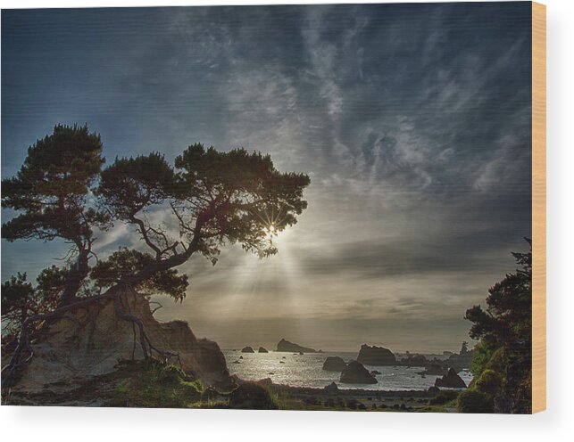 Tree Wood Print featuring the photograph Coastal Vision by Alan Kepler