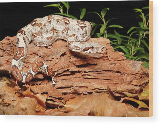 Amazon Fauna Wood Print featuring the photograph Colombian Red Tail Boa Constrictor by David Kenny