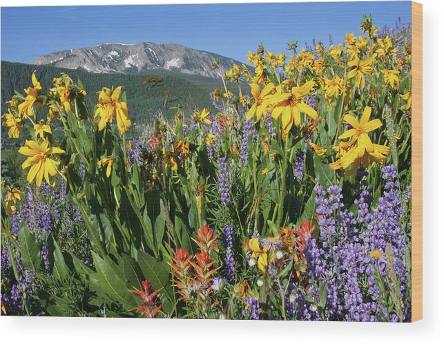 Colorado Wood Print featuring the photograph Colorado Rainbow of Wildflowers Landscape by Cascade Colors