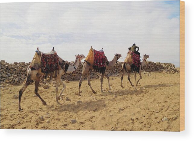 Travel Wood Print featuring the photograph Colorful Camels by Karen Stansberry