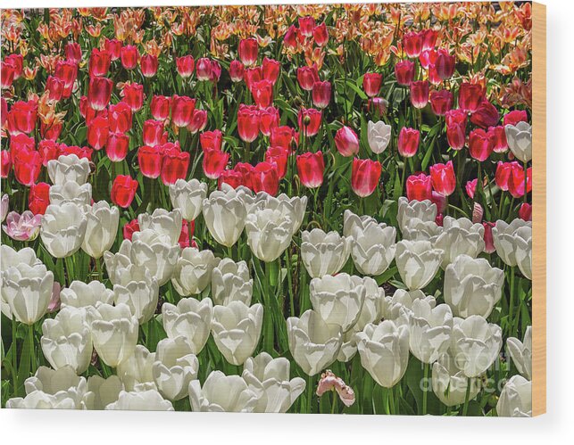 Art Wood Print featuring the photograph Colorful Tulips in White and Pink by Roslyn Wilkins