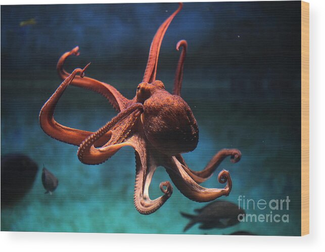 Octopus Wood Print featuring the photograph Common Octopus Octopus Vulgaris by Vladimir Wrangel