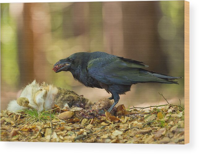 Wildlife Wood Print featuring the photograph Common Raven by Milan Zygmunt