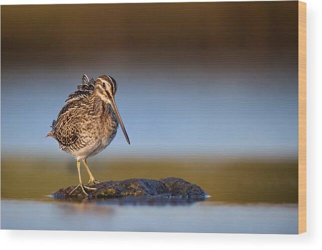 Common Snipe Wood Print featuring the photograph Common Snipe by Magnus Renmyr