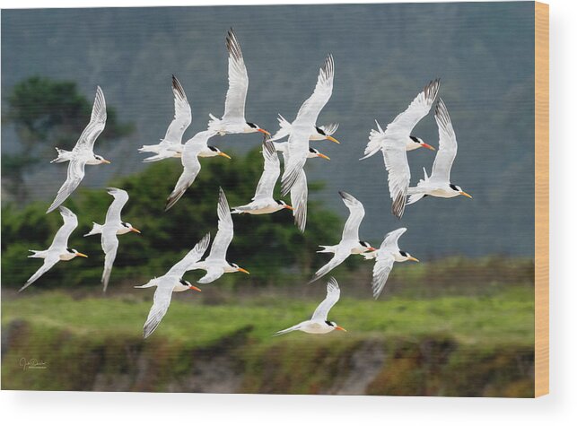 Terns Wood Print featuring the photograph Common Tern Fly-By by Judi Dressler