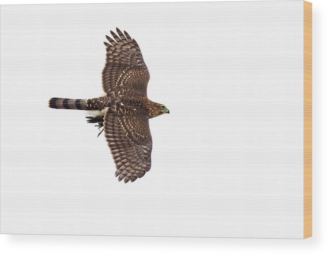 Cooper's Wood Print featuring the photograph Cooper's hawk with prey by Mircea Costina Photography