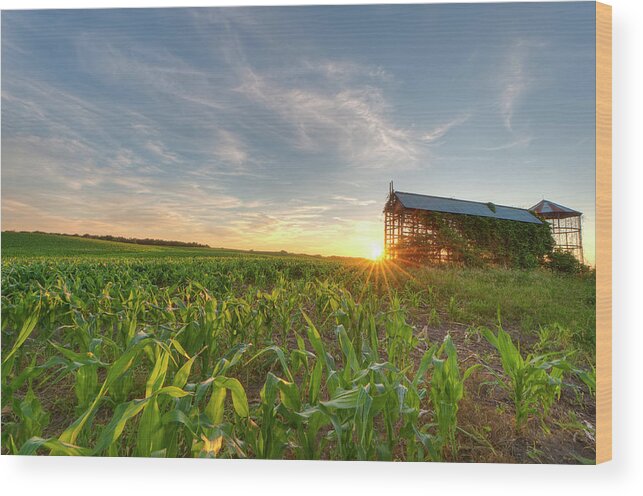Season Wood Print featuring the photograph Cornfield And Grain Bin At Sunset by Hauged