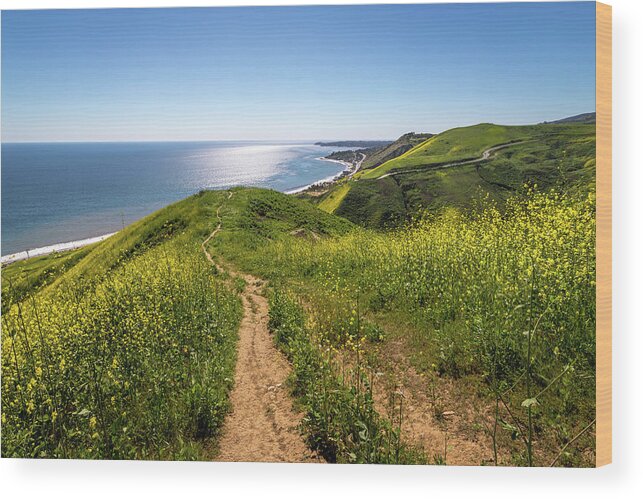 Beach Wood Print featuring the photograph Corral Canyon Super Bloom by Andy Konieczny