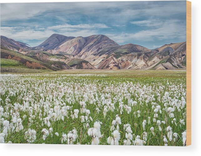 Cotton Grass Wood Print featuring the photograph Cotton Grass by Michael Blanchette Photography