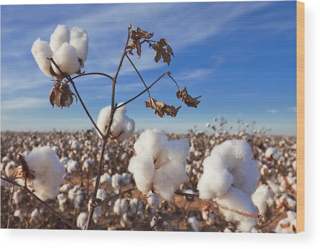Fiber Wood Print featuring the photograph Cotton In Field Ready For Harvest by Dszc