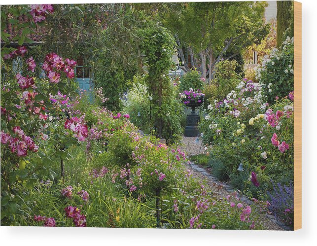California Wood Print featuring the photograph Country Rose Garden by Saxon Holt