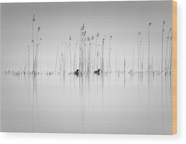 Reed
Water
Lake
Mood
Bird
Birds
Wild
Wildlife
Animal
Graphic
Two
Couple Wood Print featuring the photograph Couple In The Reeds by Benny Pettersson