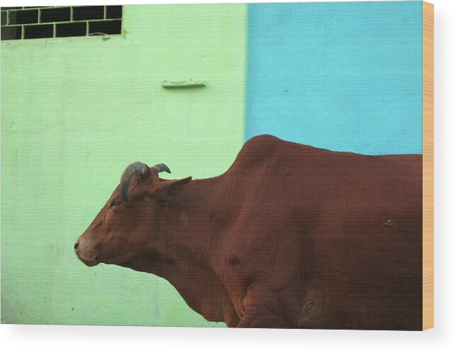 Animal Themes Wood Print featuring the photograph Cow In Omkareshwar by Mitul Desai Photography