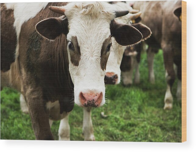 Grass Wood Print featuring the photograph Cow by Jonathan Knowles