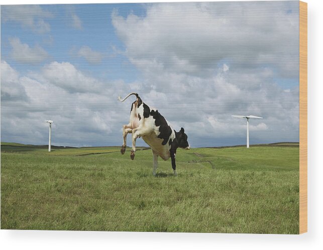 Concepts & Topics Wood Print featuring the photograph Cow Jumping In Field by Clarissa Leahy