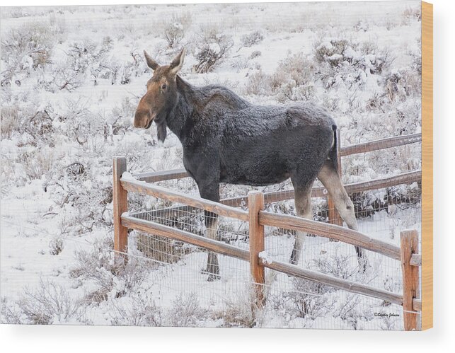 Moose Wood Print featuring the photograph Cow Moose at Fence by Stephen Johnson