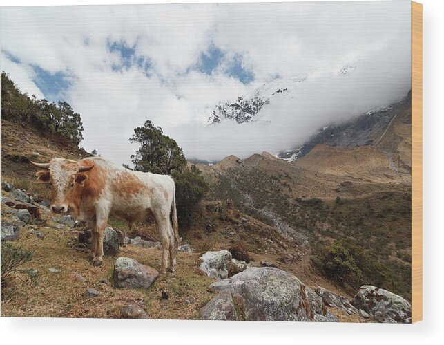 Tranquility Wood Print featuring the photograph Cow On Mountain by Eric Sturdivant