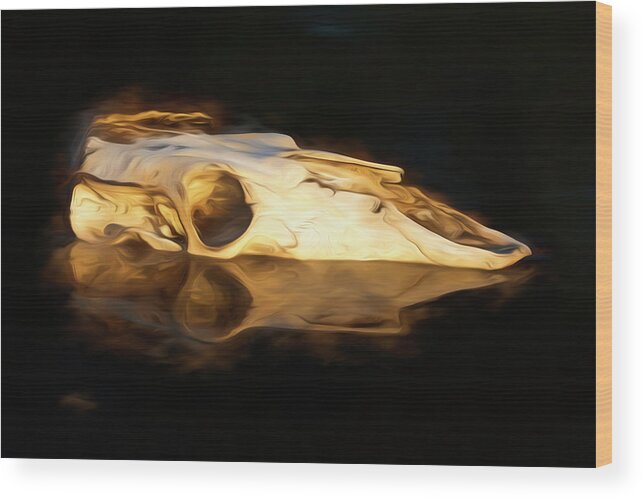 Kansas Wood Print featuring the photograph Cow Skull 003 by Rob Graham