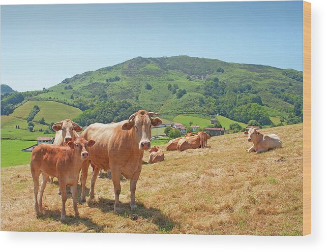 Shadow Wood Print featuring the photograph Cows And Calfs In A Pasture Of Navarre by Irantzu Arbaizagoitia Photography