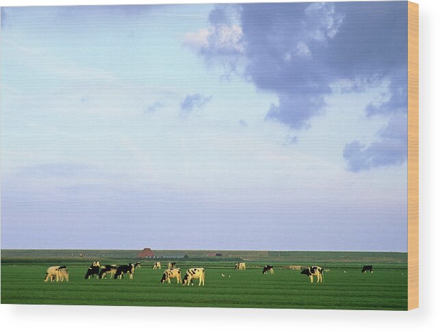 Scenics Wood Print featuring the photograph Cows And Sky by Jacobh