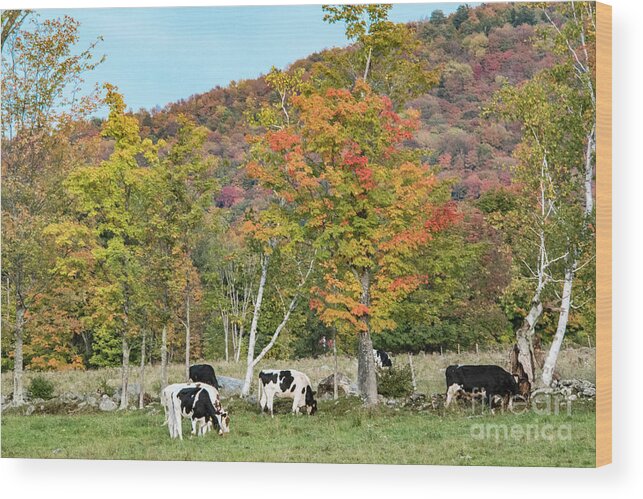 Autumn Wood Print featuring the photograph Cows Grazing by John Greco