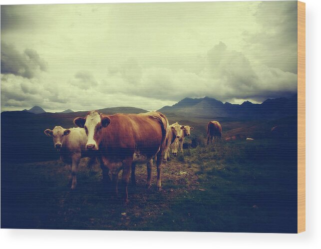 Animal Themes Wood Print featuring the photograph Cows On Isle Of Skye by Tinyevilhog