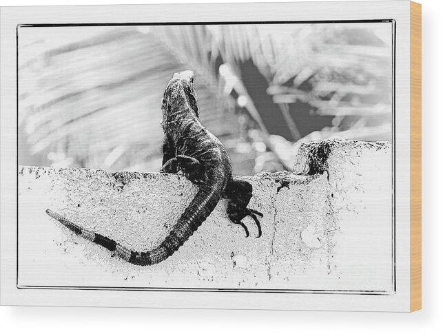 Mexico Wood Print featuring the photograph Cozumel Wildlife by Lenore Locken