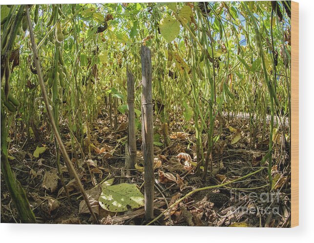18th September 2019 Wood Print featuring the photograph Crop Rotation by Us Department Of Agriculture/science Photo Library