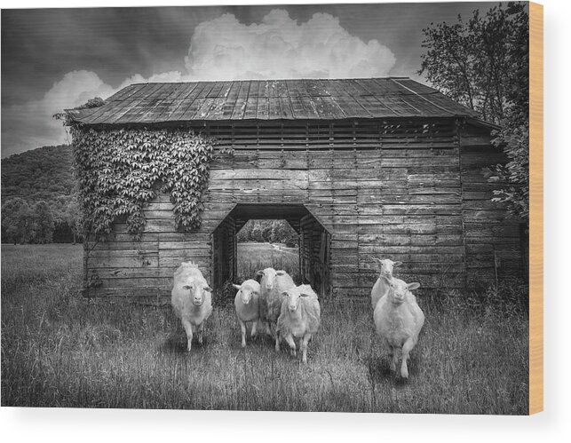 Animals Wood Print featuring the photograph Curious in Black and White by Debra and Dave Vanderlaan